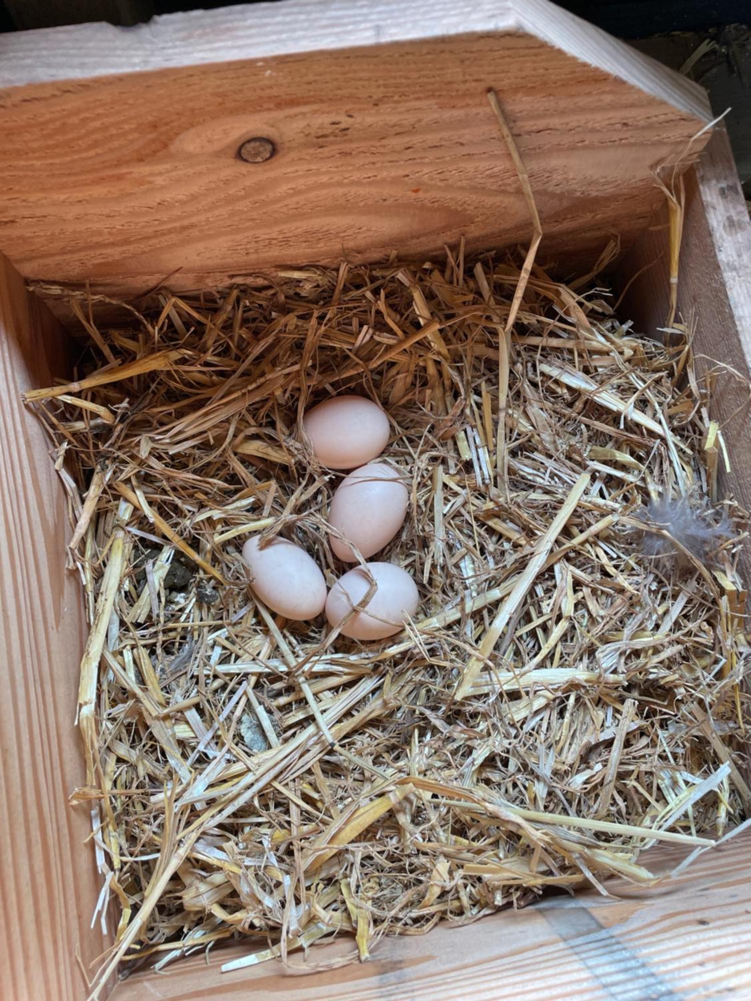 Appartement De Dageraad In Monumentale Boerderij Kimswerd Zewnętrze zdjęcie